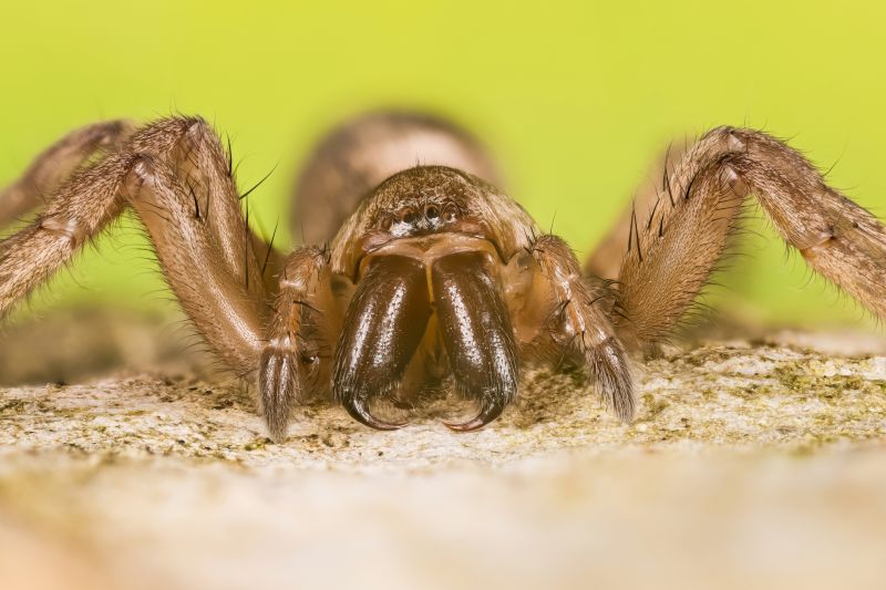 Mouse Spider Extermination in Katy, TX