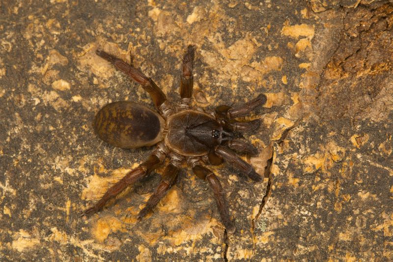 Trapdoor Spider Extermination in Frisco, TX
