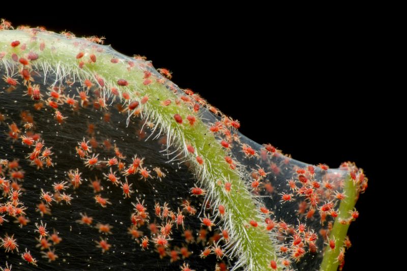 Spider Mite Treatment