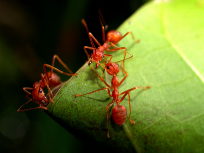 Ants Extermination Service in Mckinney, TX