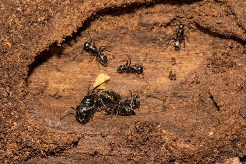 Black Ant Extermination in Fort Worth, TX