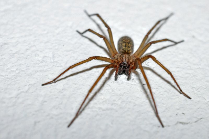 Brown Recluse Extermination in Fort Worth, TX