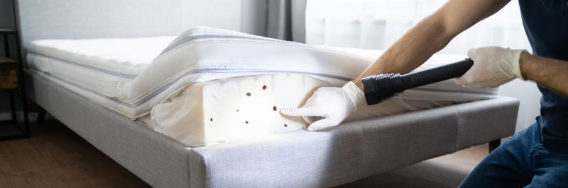 Carpet Beetle Extermination in Katy, TX