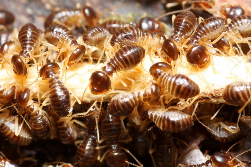 Commercial Termite Treatment in Katy, TX