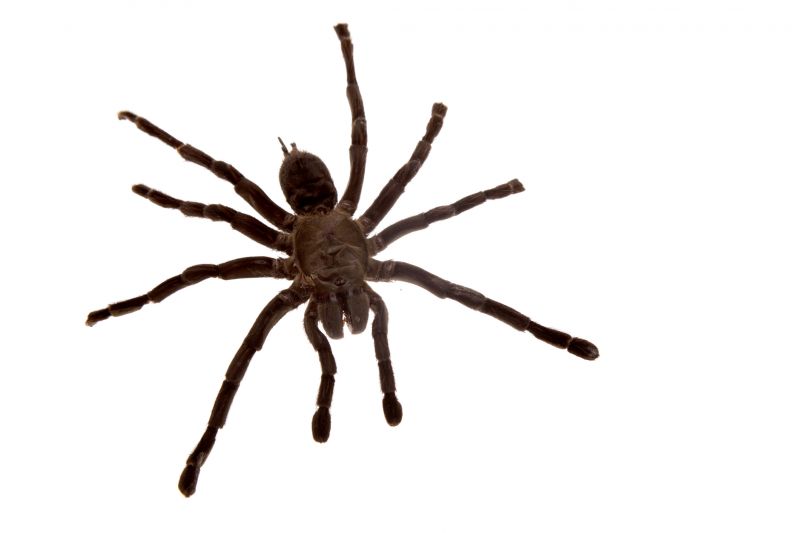 Common Spiders Extermination in Denton, TX