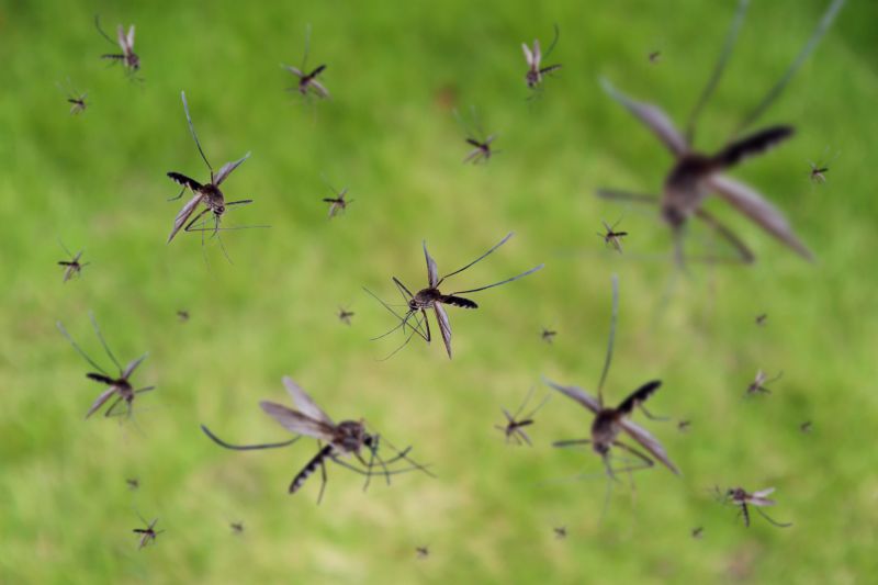 Fly Control Service in Rockwall, TX