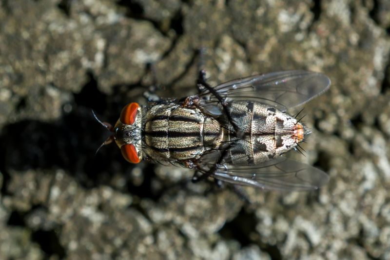 Fly Extermination in Frisco, TX