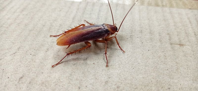 Cockroach Sightings