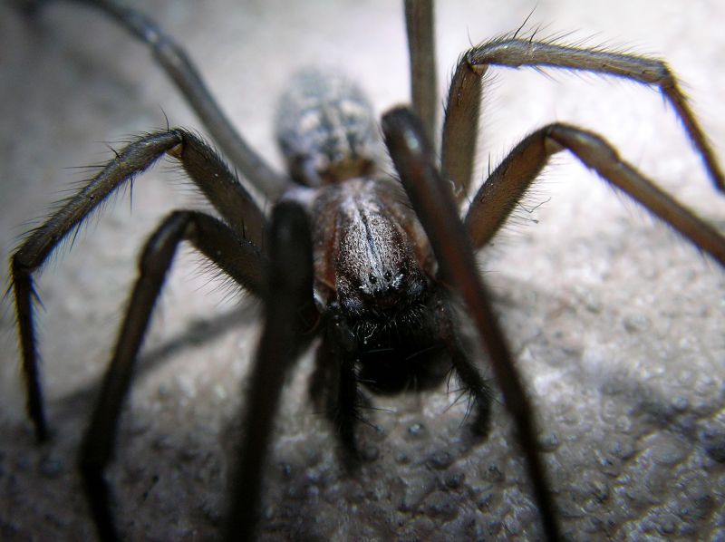 Huntsman Spider Extermination in Rockwall, TX