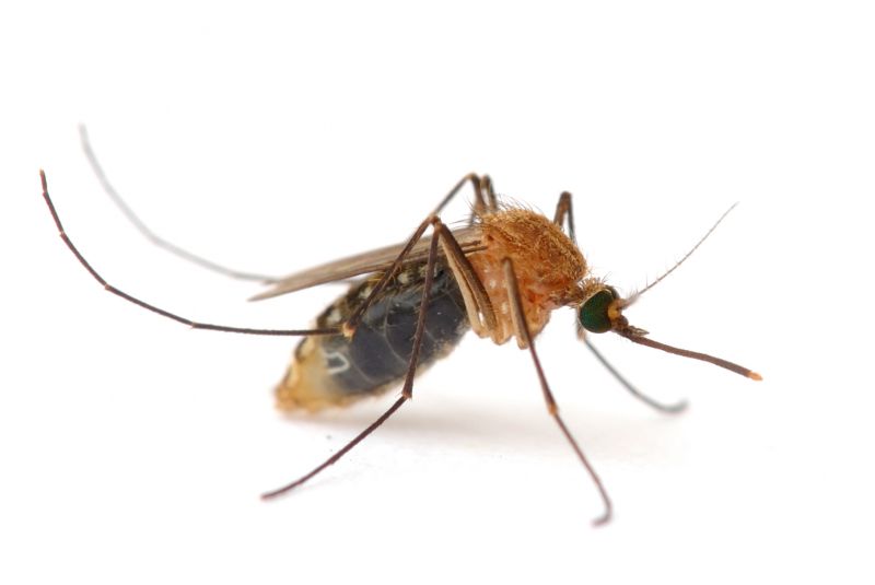 Mosquito Control Service in New Braunfels, TX
