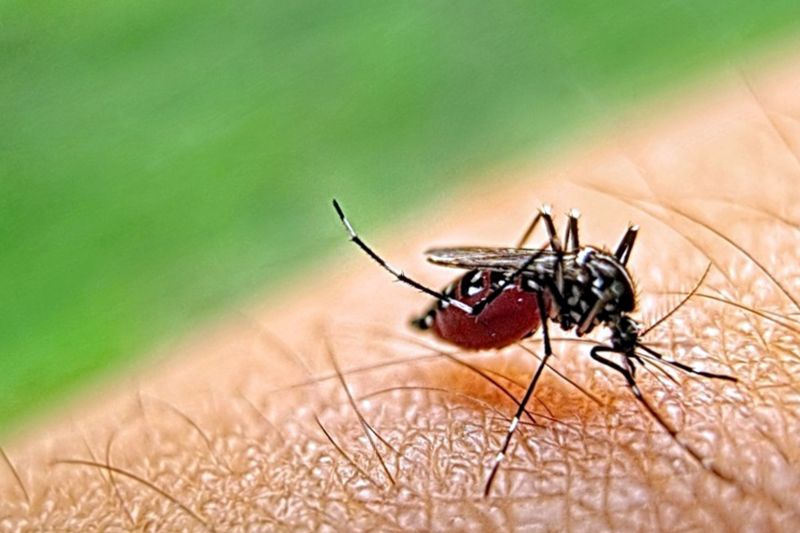 Mosquito Control Service in Fort Worth, TX