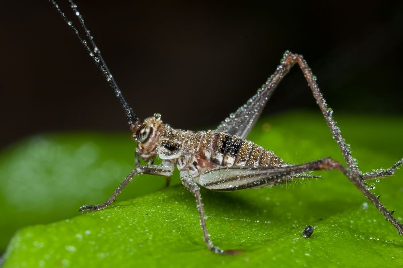 Seasonal Cricket Activity In Homes