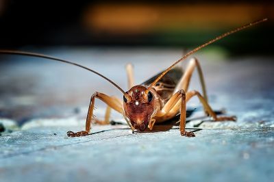 Seasonal Cricket Activity In Homes