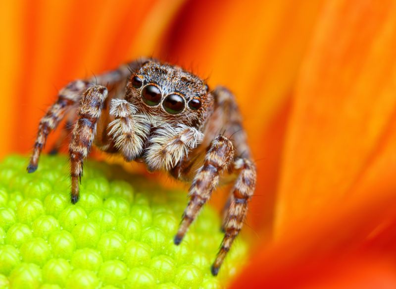 Spider Extermination Service in Mckinney, TX