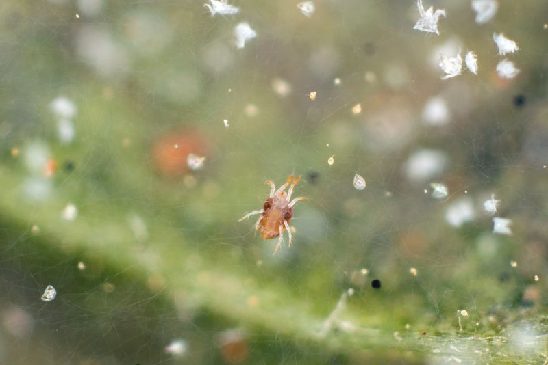 Spider Mite Treatment