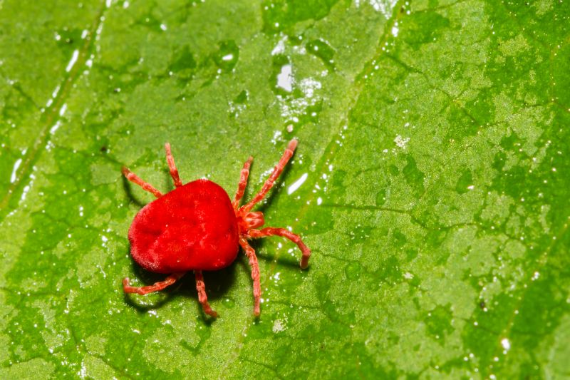 Spider Mite Treatment
