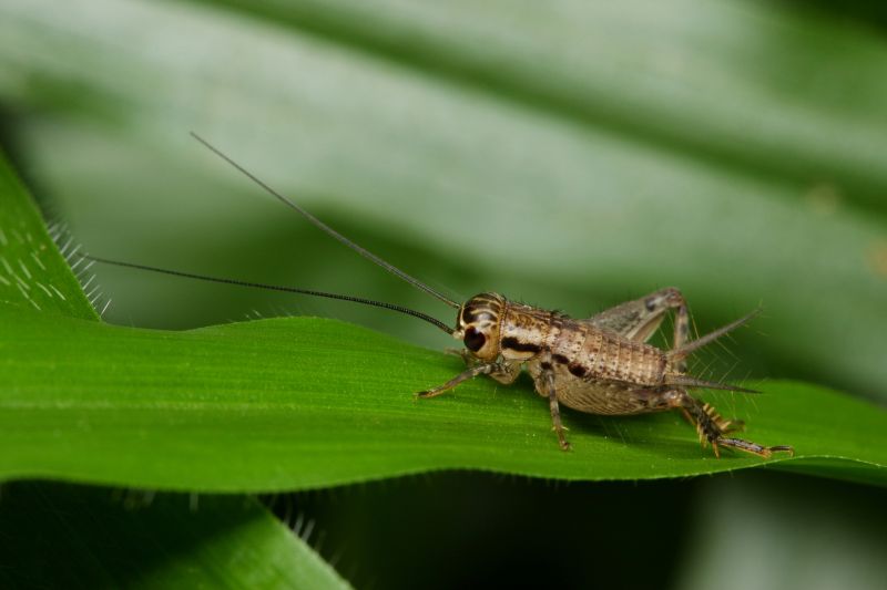 Spring Spider And Cricket Prevention Tips For Homeowners