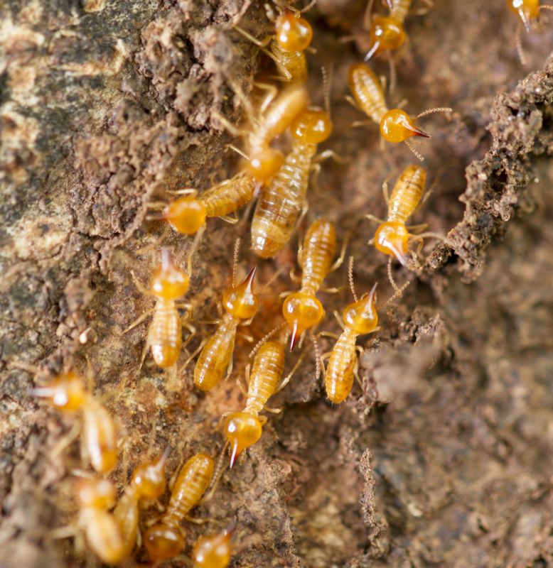 Termite Infestation Service in Frisco, TX