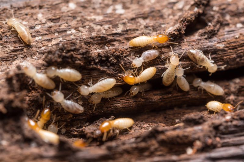 Termite Prevention in Katy, TX