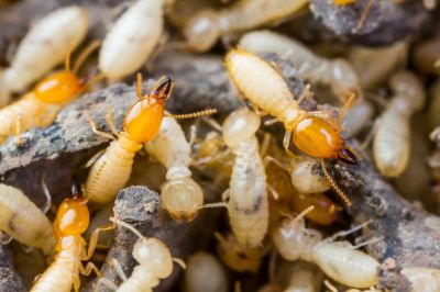 Termite Prevention in Frisco, TX