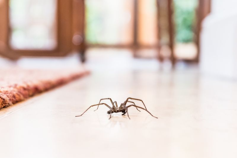 Trapdoor Spider Removal in Denton, TX